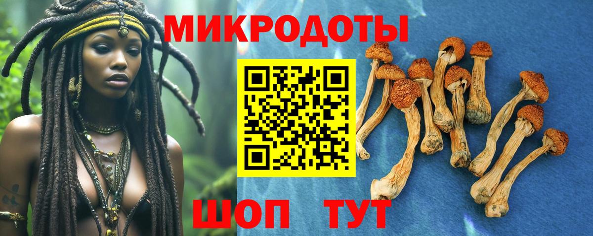 Псилоцибиновые грибы Psilocybe Россия